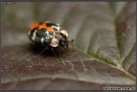 Anthrenus scrophulariae  